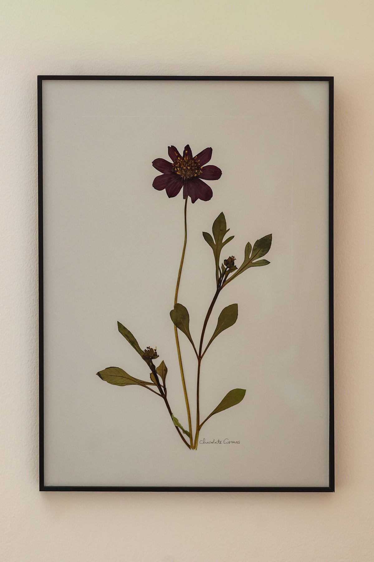 Chocolate Cosmos by Jam Jar Edit