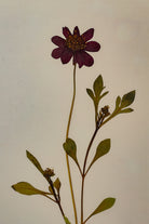 Chocolate Cosmos by Jam Jar Edit