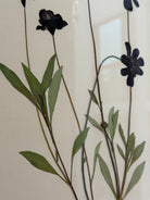 Chocolate Cosmos by Jam Jar Edit