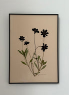 Chocolate Cosmos by Jam Jar Edit