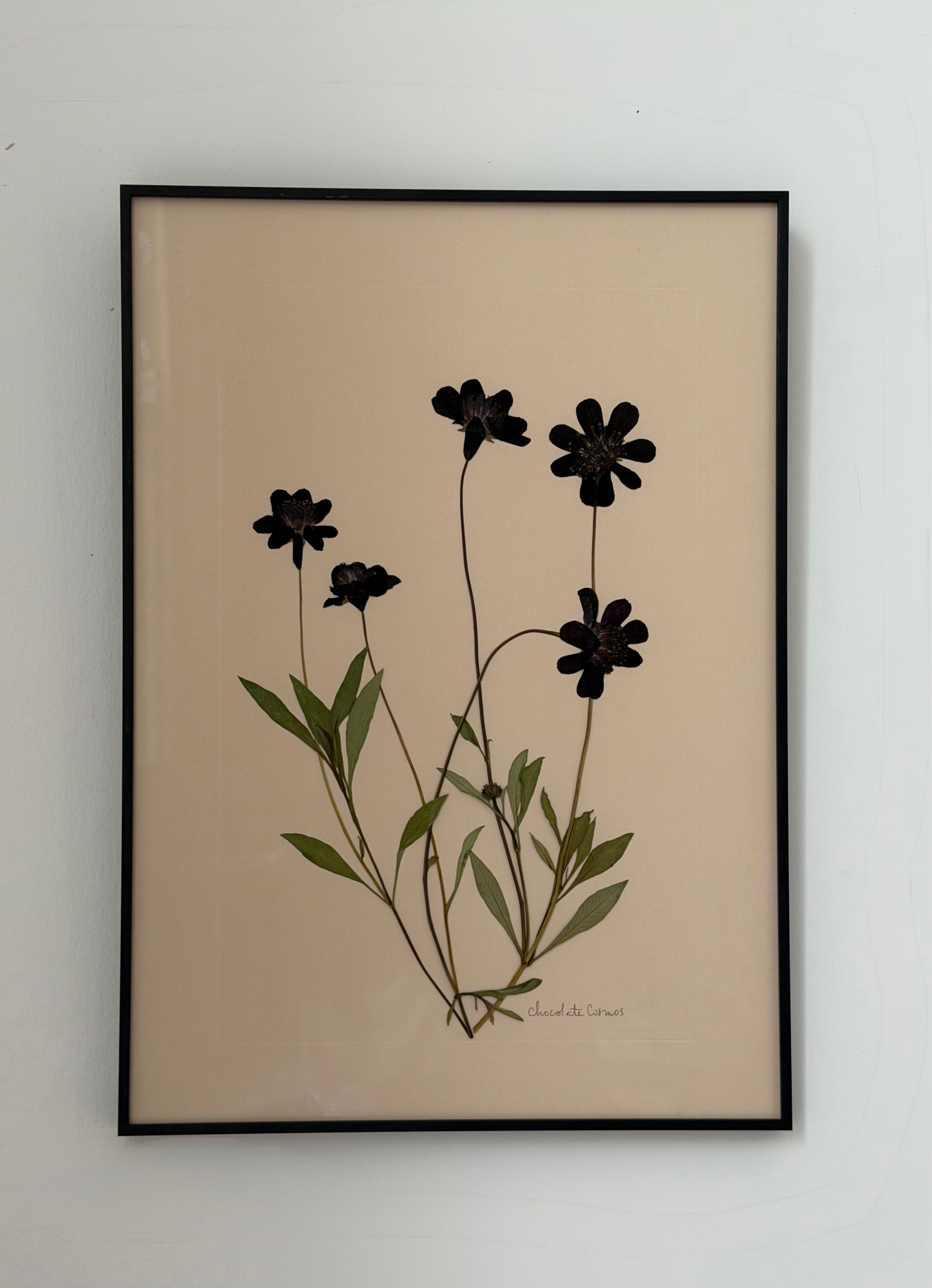 Chocolate Cosmos by Jam Jar Edit