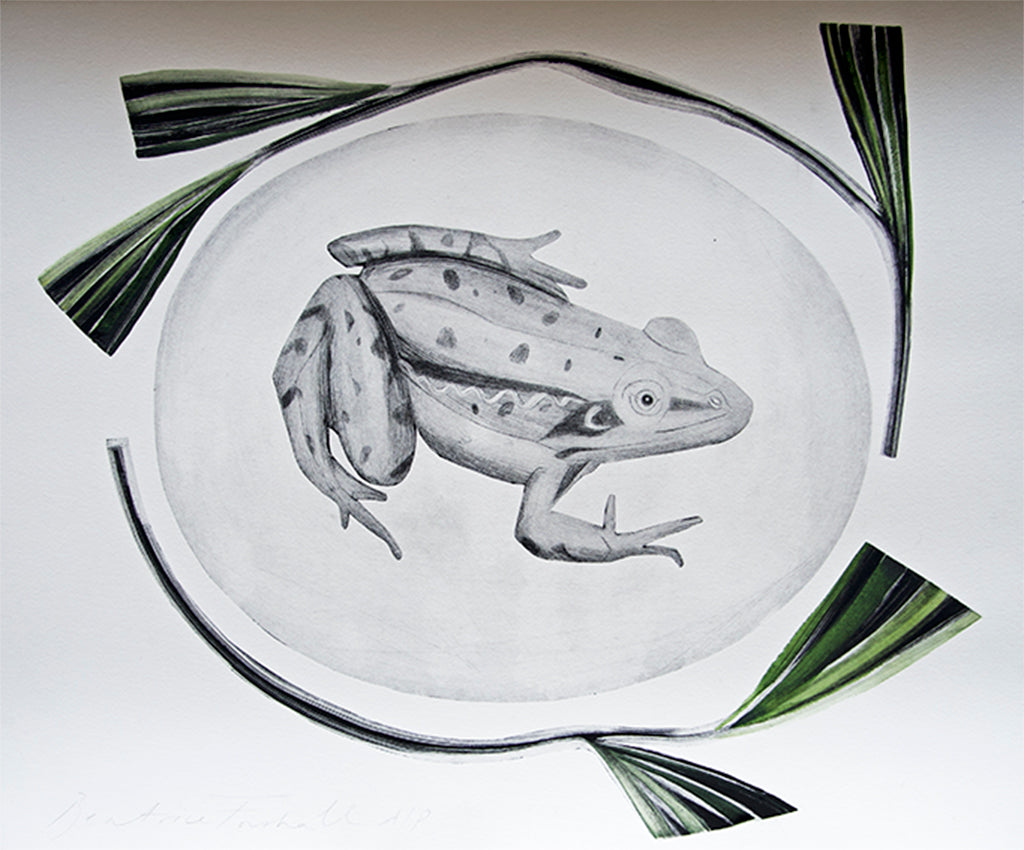 Common Frog by Beatrice Forshall