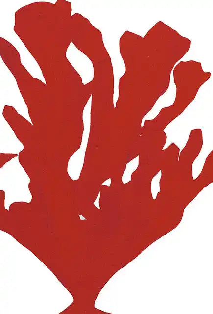 Hand-coloured engraving of red coral by artist Beatrice Forshall