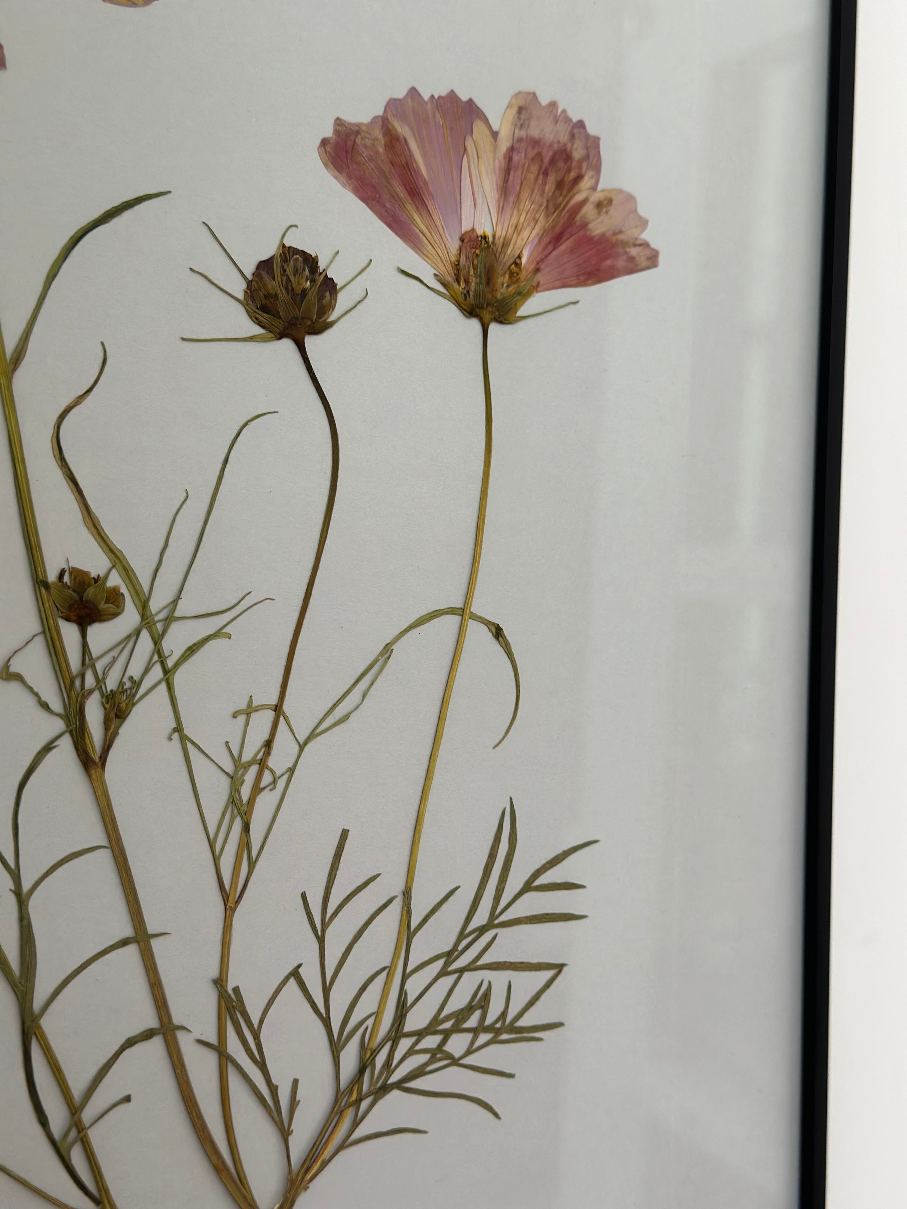 Cosmos by Jam Jar Edit