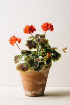 Triple_Red_Pot_byCarrie_Lees