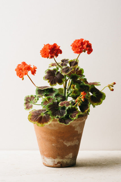 Triple_Red_Pot_byCarrie_Lees