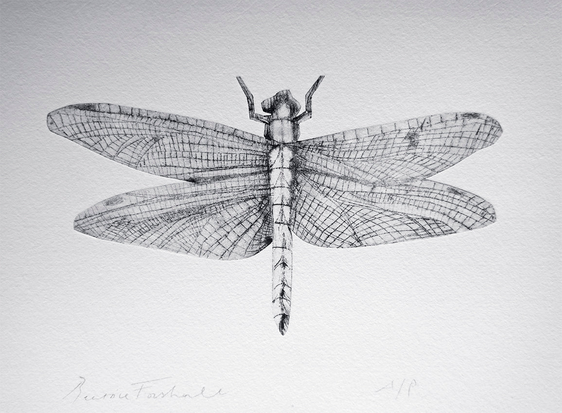 Dragonfly by Beatrice Forshall
