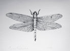 Dragonfly by Beatrice Forshall