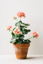Dusty Pink Pot by Carrie Lees