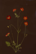 Geum by Jam Jar Edit