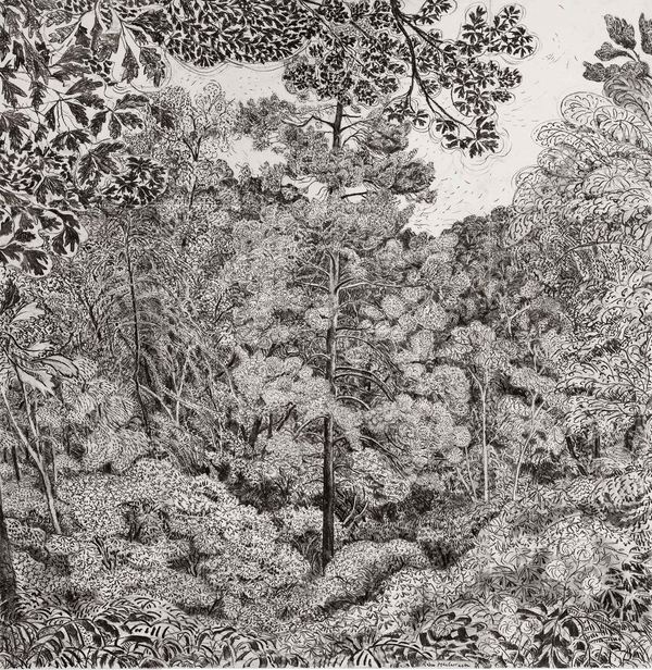 Halo Pine, Park Wood, Hergest
