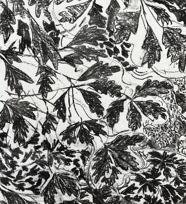 Halo Pine, Park Wood, Hergest by Rosie MacCurrach