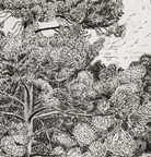 Halo Pine, Park Wood, Hergest by Rosie MacCurrach