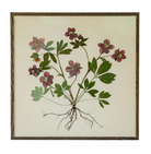 Hellebore by Jam Jar Edit