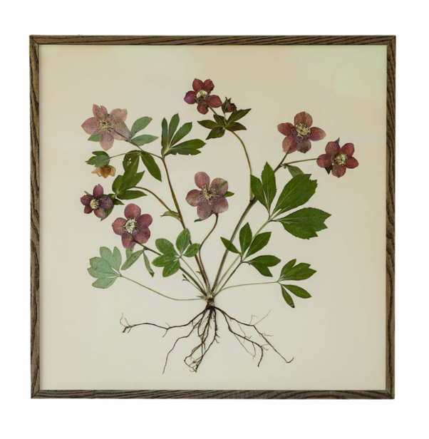 Hellebore by Jam Jar Edit