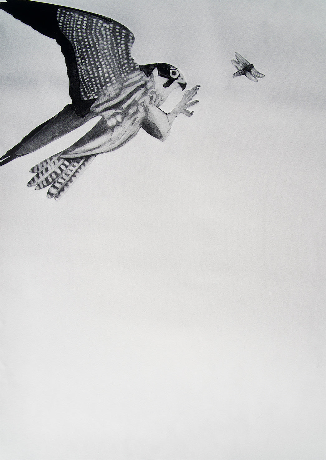 Hobby & Dragonfly by Beatrice Forhsall