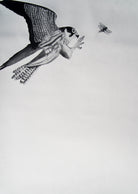 Hobby & Dragonfly by Beatrice Forhsall