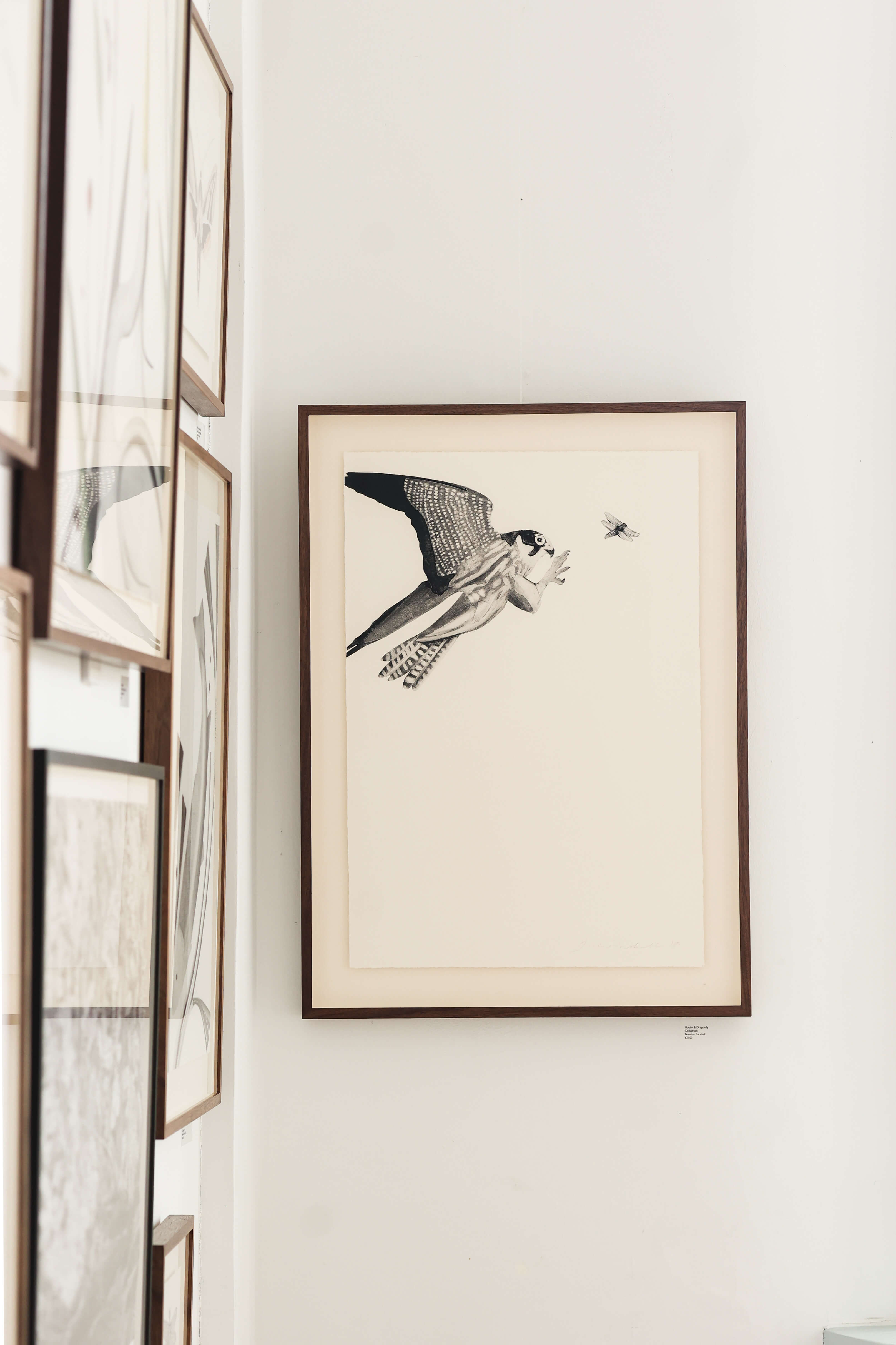 Hobby & Dragonfly by Beatrice Forshall