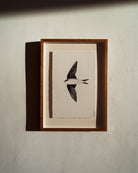 House Martin by Beatrice Forshall