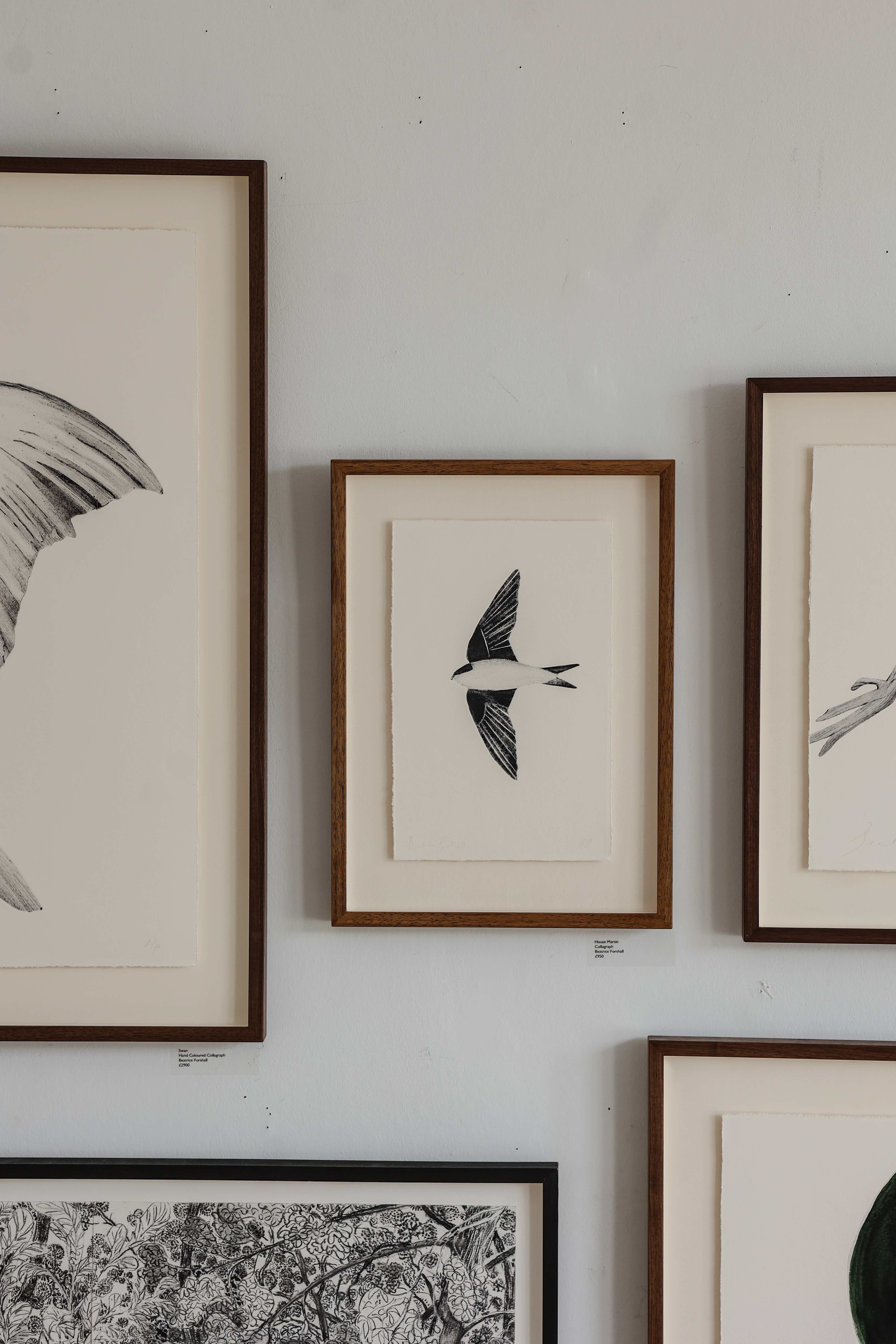 House Martin by Beatrice Forshall