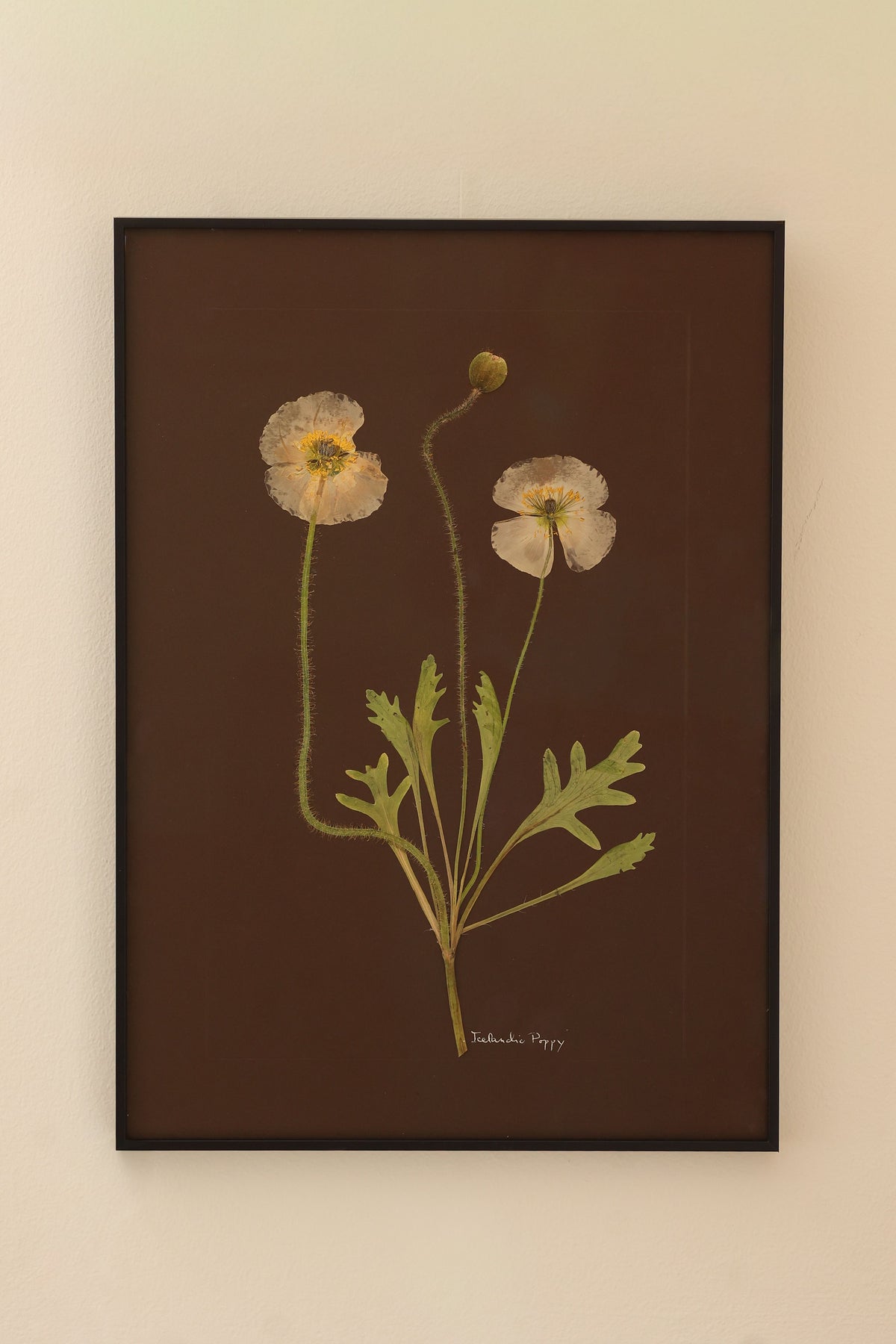 Icelandic Poppy by Jam Jar Edit 
