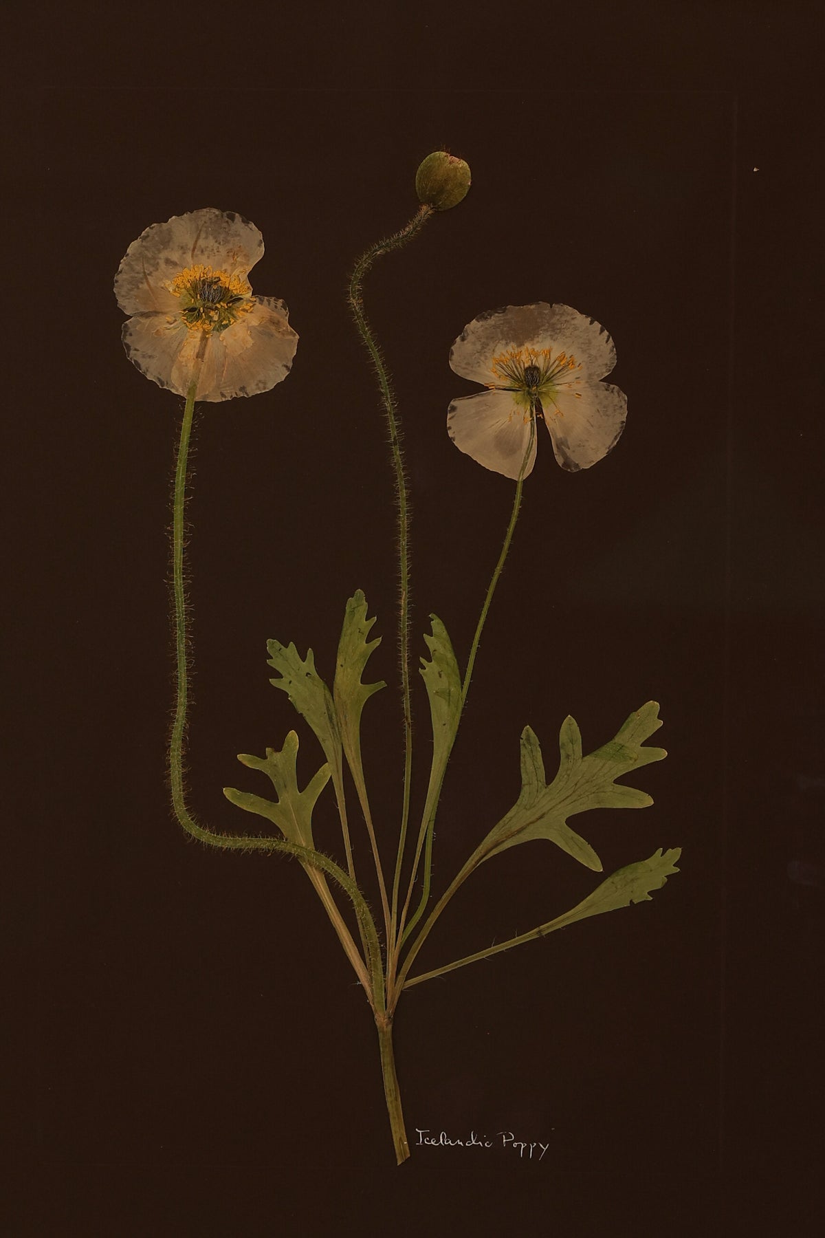 Icelandic Poppy by Jam Jar Edit 