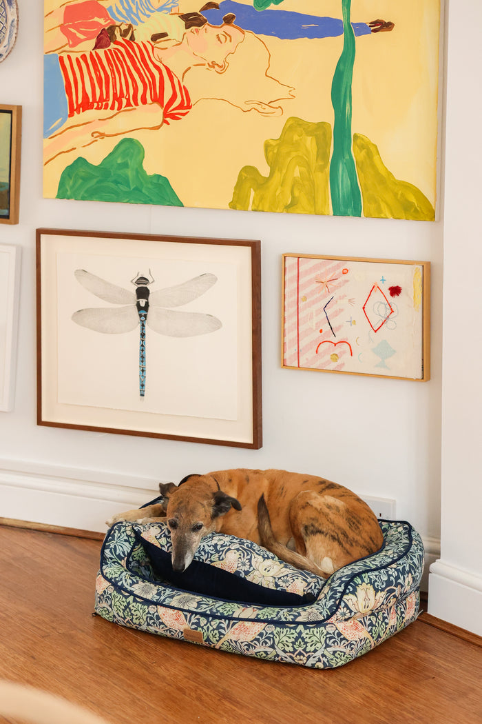 Iris chilling in her William Morris dog bed at MYLO Gallery, Hungerford