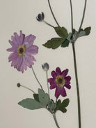 Japanese Anemone by Jam Jar Edit