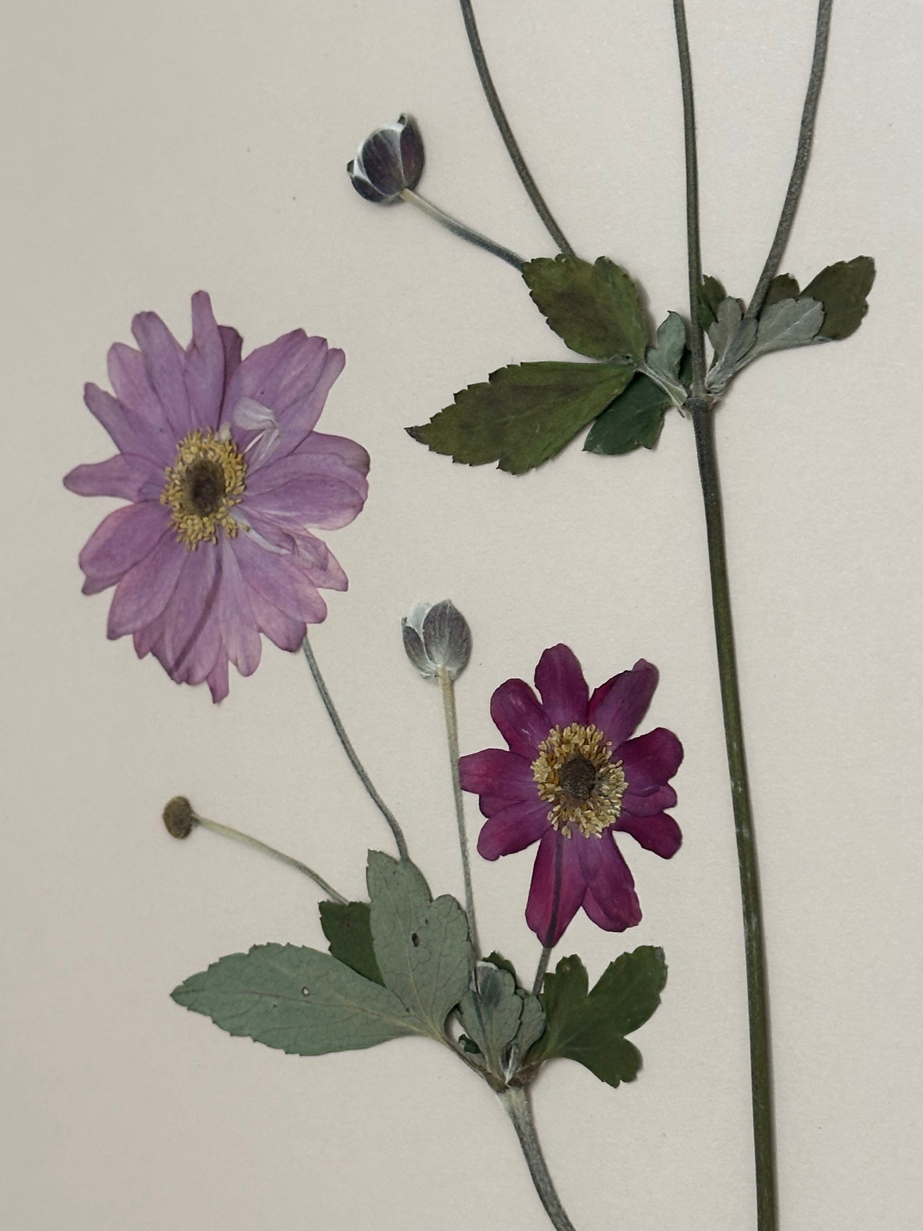 Japanese Anemone by Jam Jar Edit