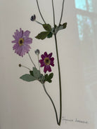 Japanese Anemone by Jam Jar Edit