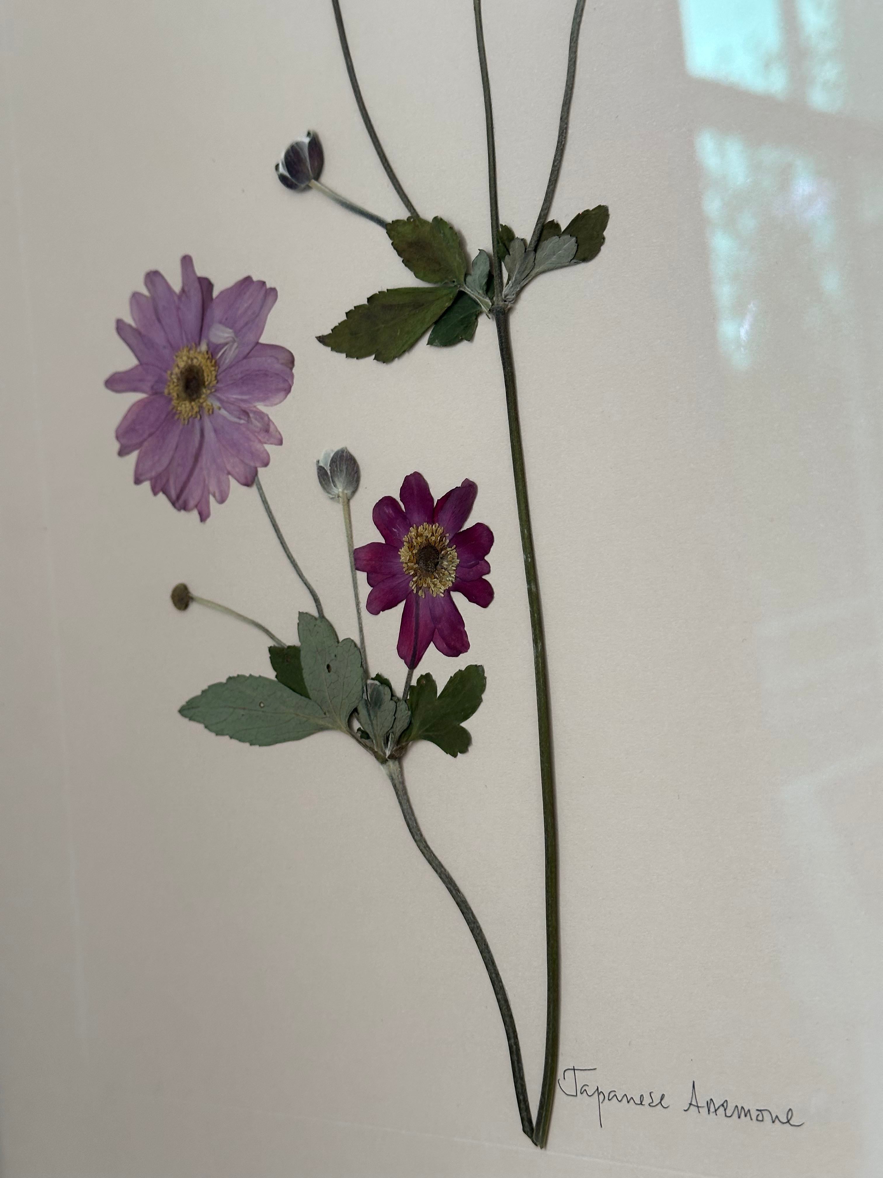 Japanese Anemone by Jam Jar Edit