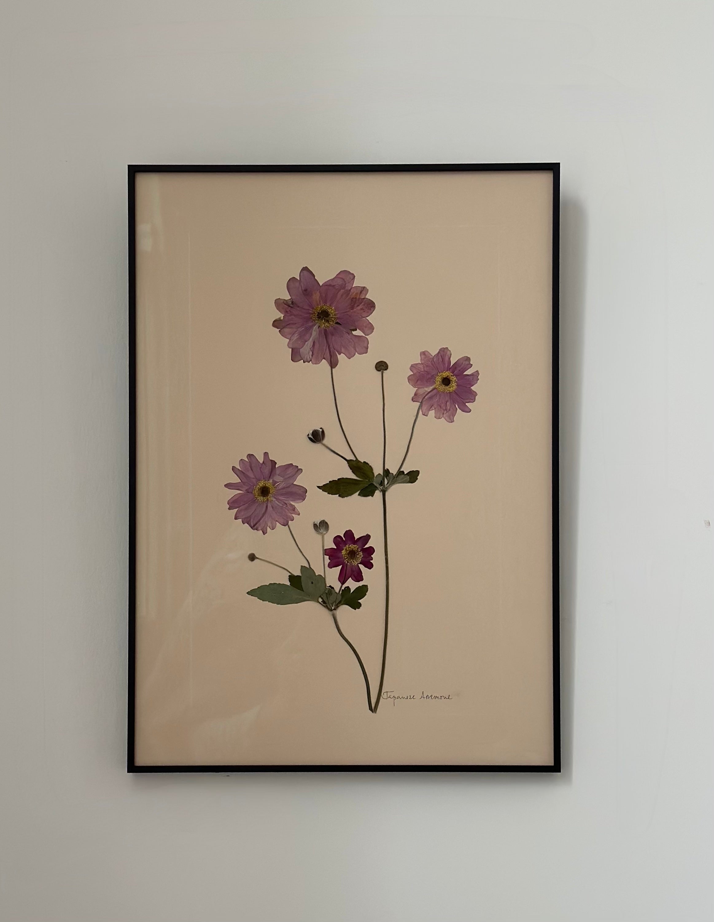 Japanese Anemone by Jam Jar Edit