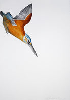 Kingfisher by Beatrice Forshall