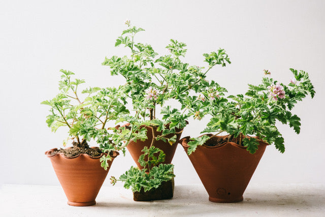 Lucia's Three Pots by Carrie Lees