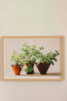 Lucia's Three Pots by Carrie Lees