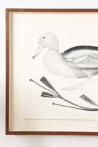 Mallard by Beatrice Forshall