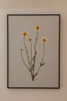 Oxeye Daisy by Jam Jar Edit