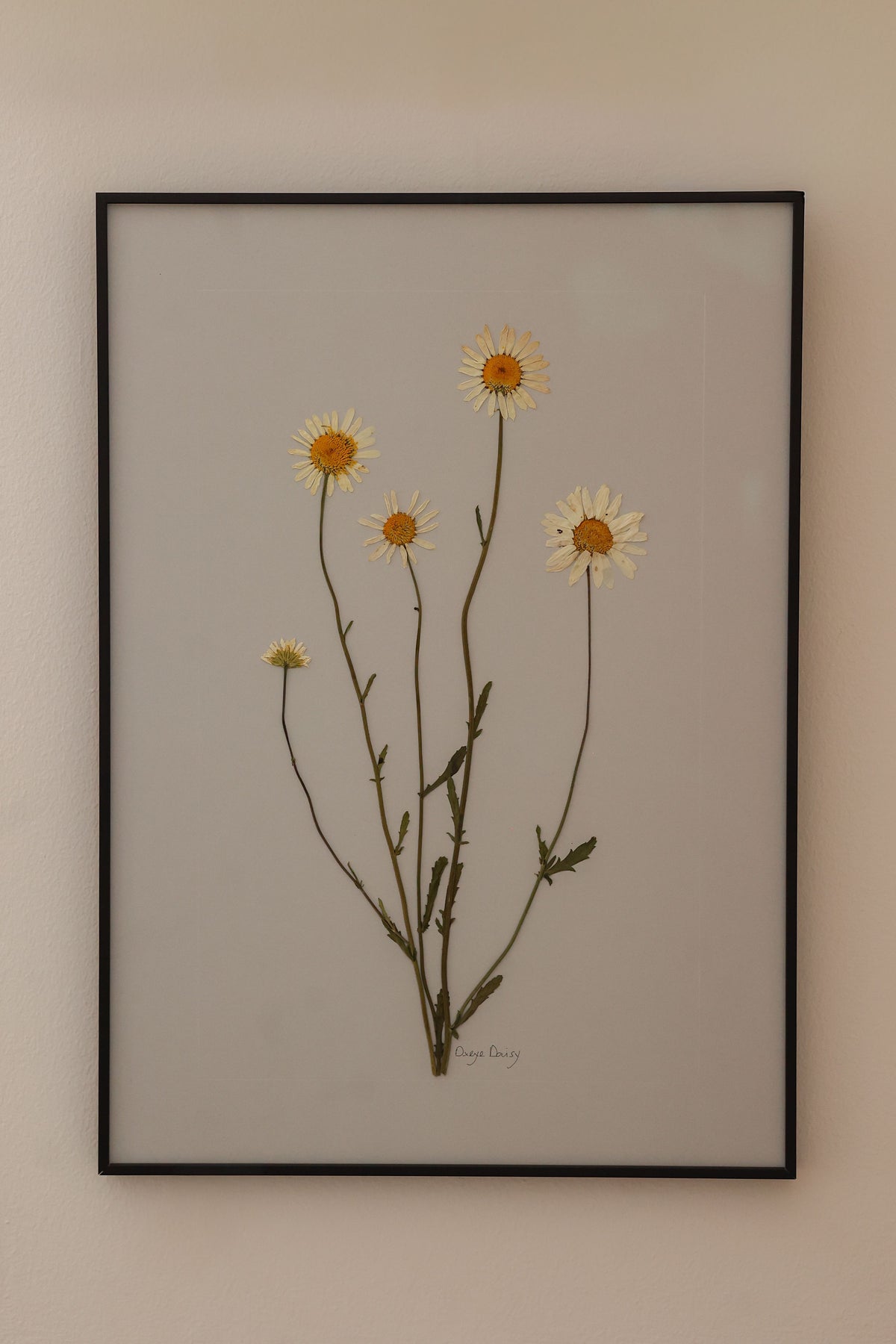 Oxeye Daisy by Jam Jar Edit