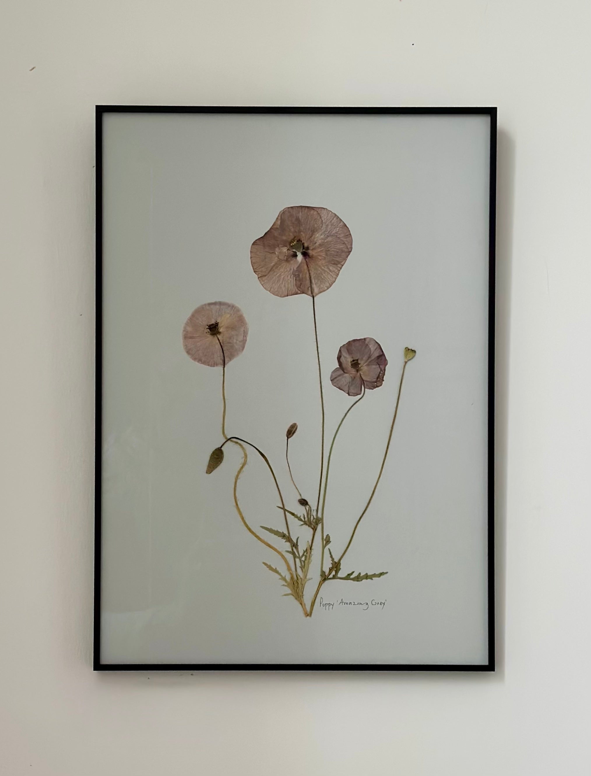 Poppy Amazing Grey by Jam Jar Edit 