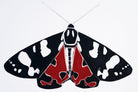 Scarlet Tiger Moth by Beatrice Forshall