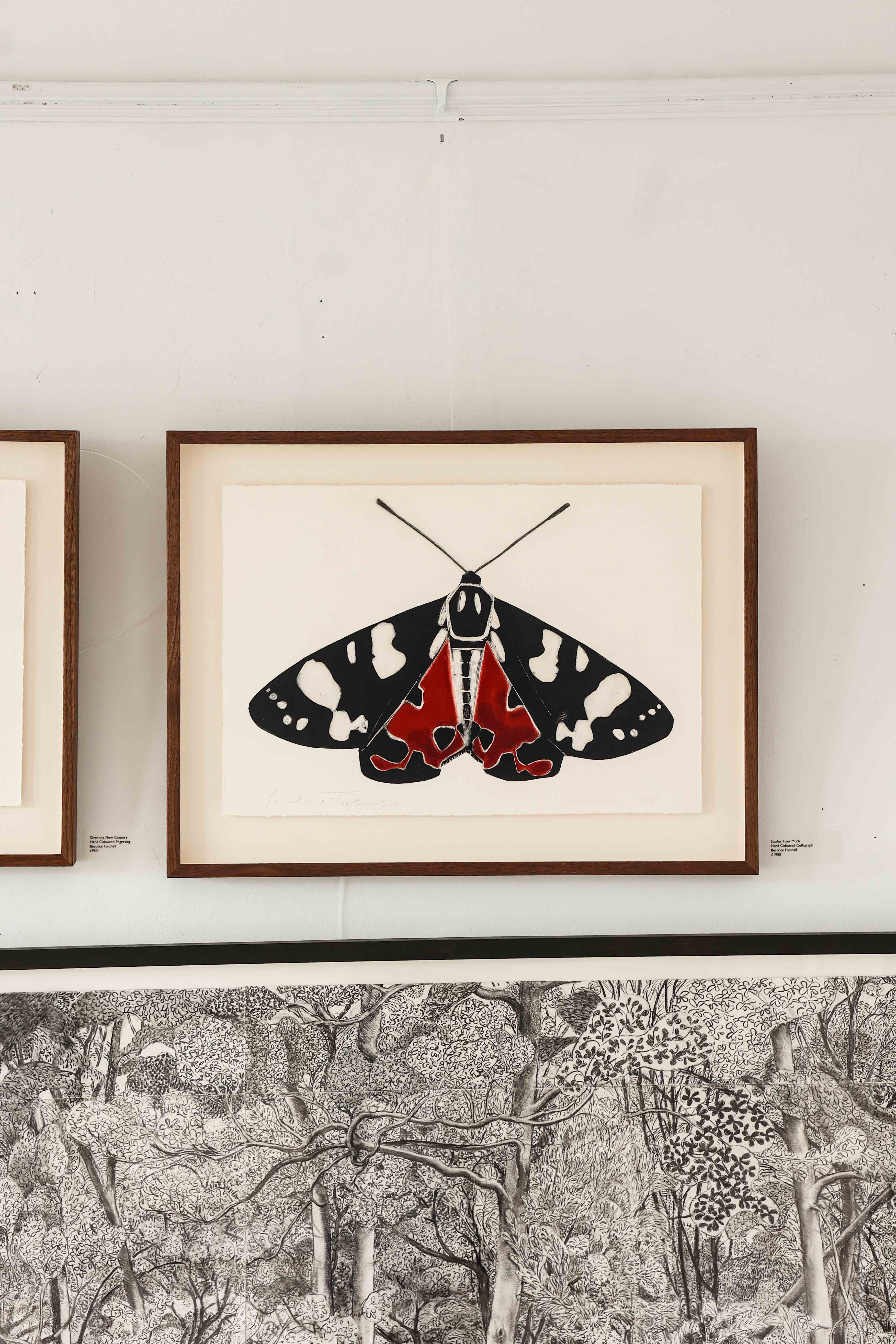 Scarlet Tiger Moth by Beatrice Forshall