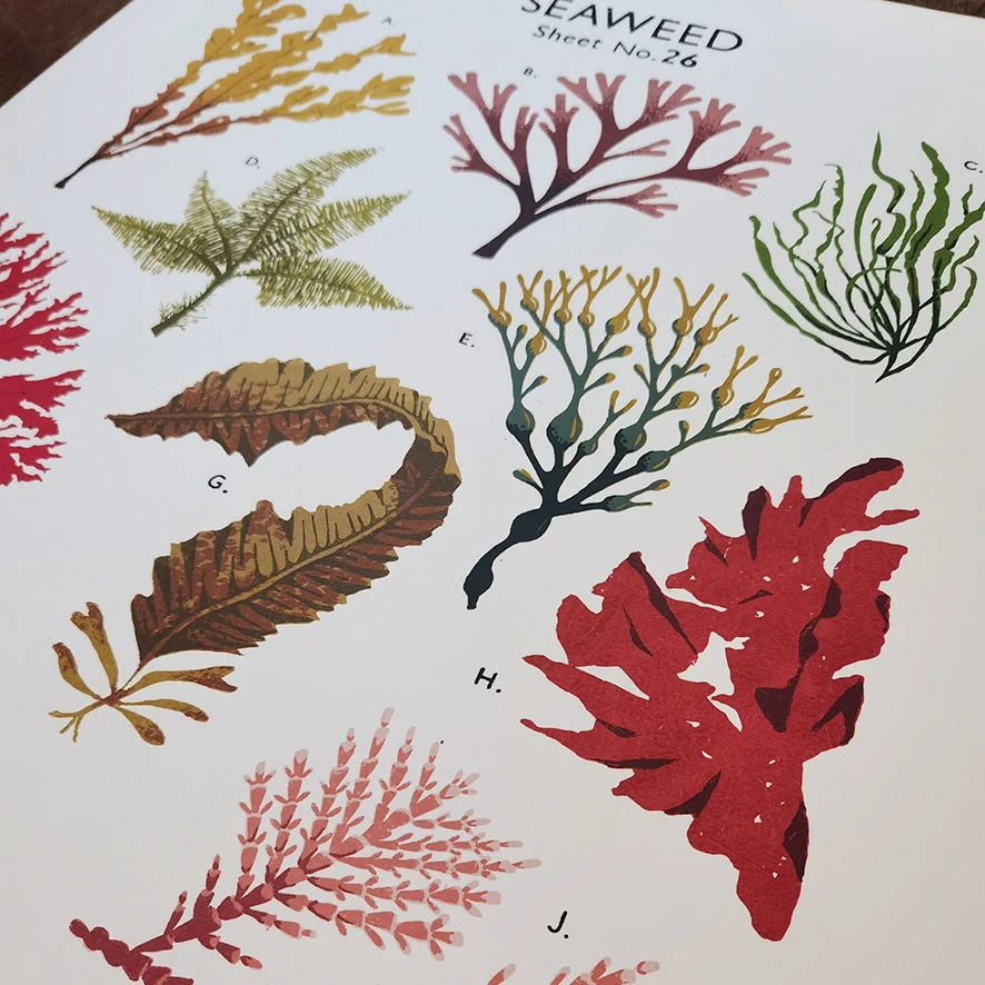 Seaweed School Chart by Tom Frost. Poster of seaweed illustrations on a textured surface