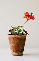 Single Red Pot by Carrie Lees