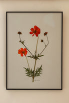 Sulphur Cosmos by Jam Jar Edit