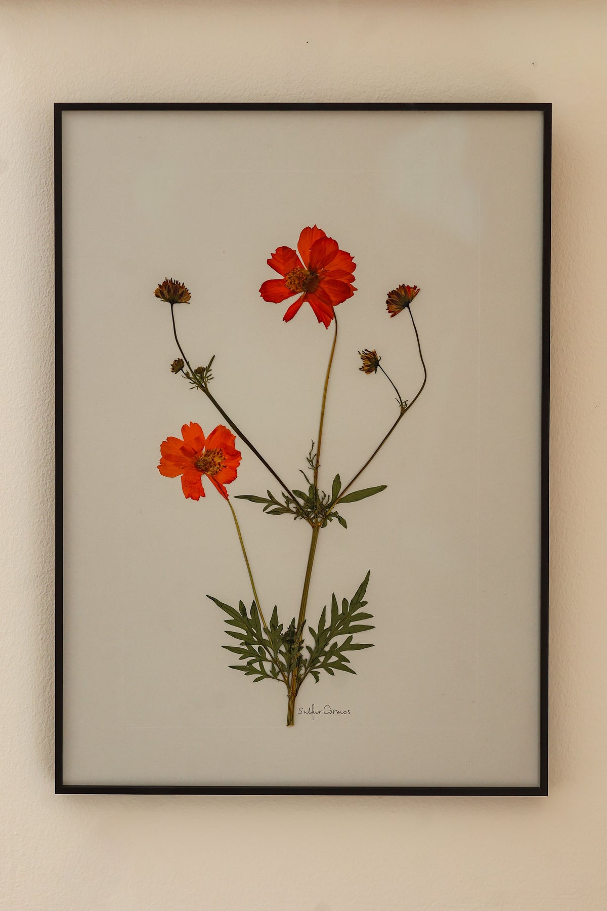 Sulphur Cosmos by Jam Jar Edit