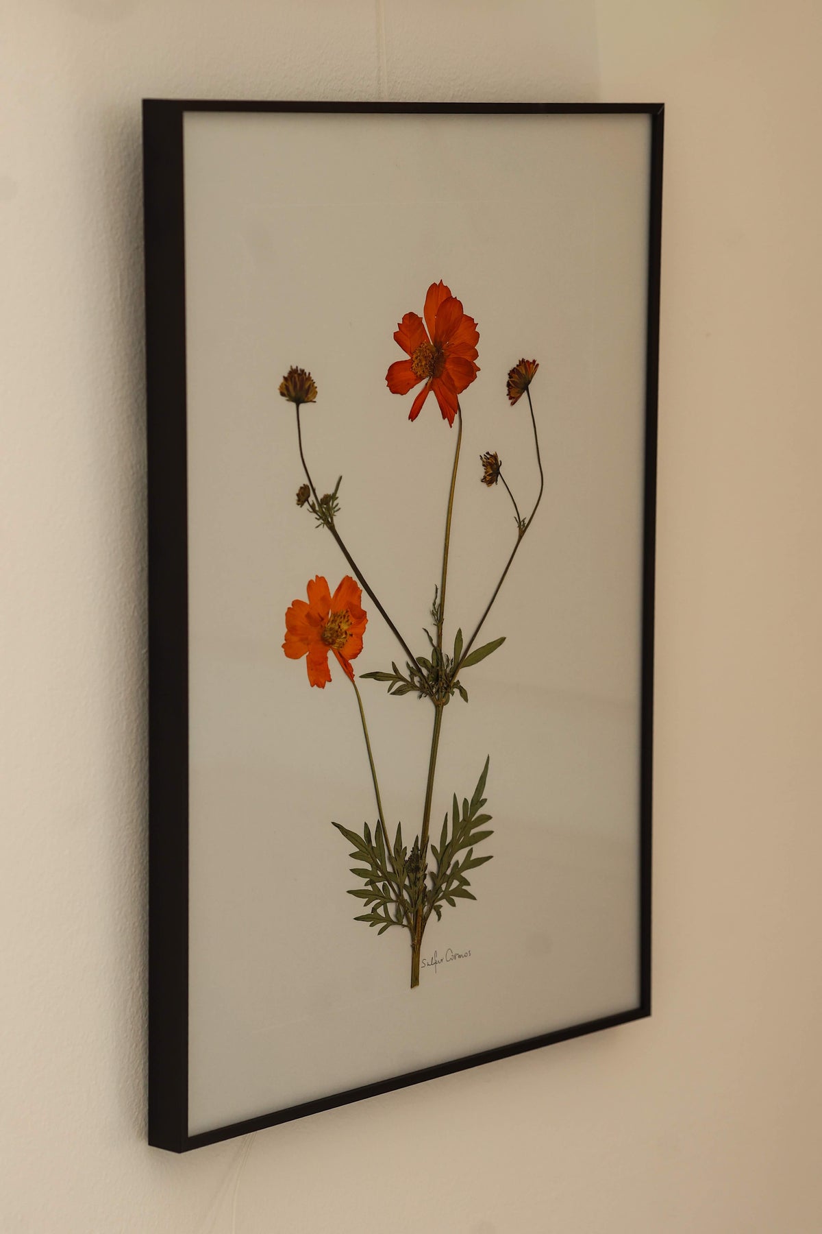Sulphur Cosmos by Jam Jar Edit