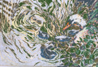 Swans by Sally Newton