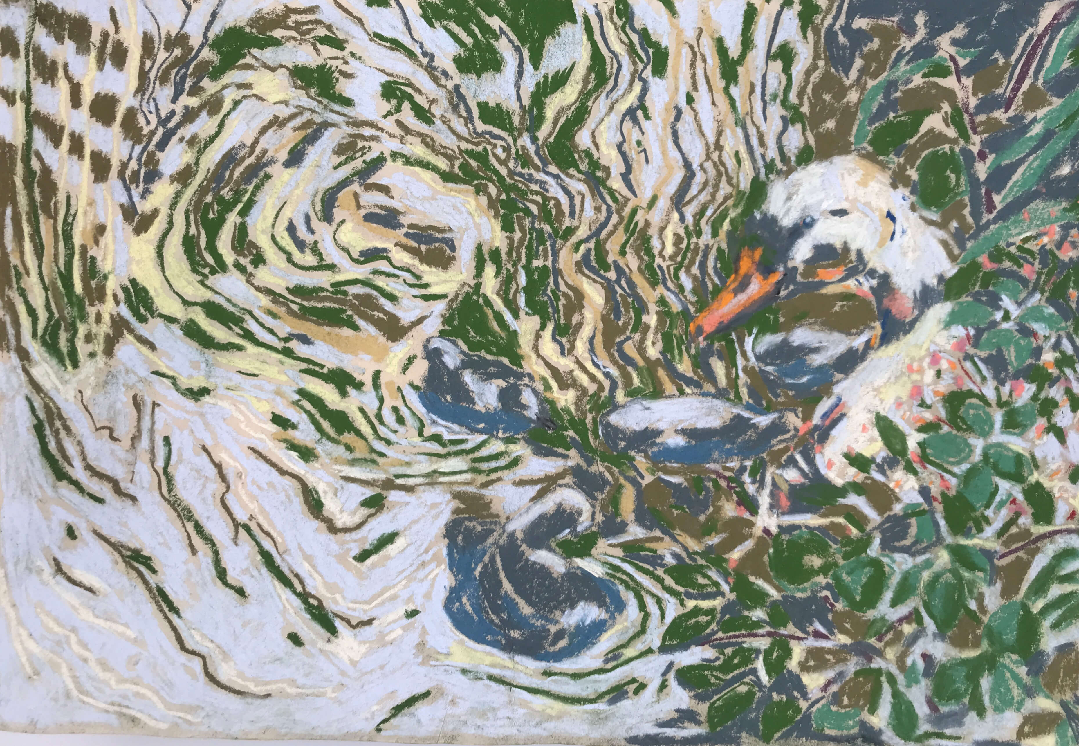 Swans by Sally Newton