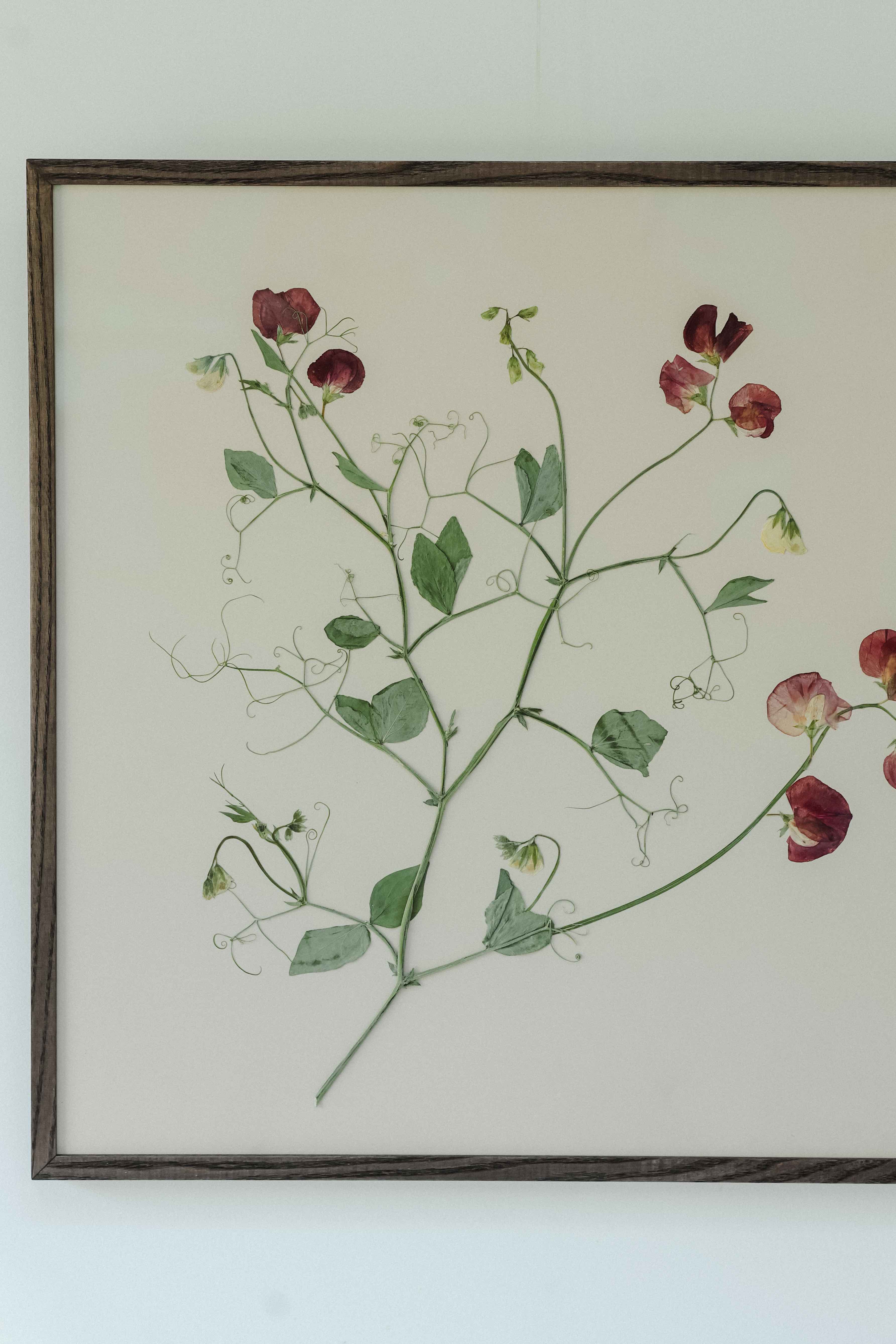 Sweet Pea by Jar Jar Edit