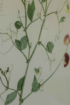 Sweet Pea by Jar Jar Edit